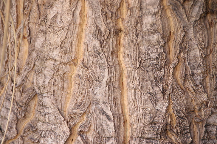 medis, žievė, medienos, tekstūros, Gamta, medžio žievės tekstūrą, medžio kamieno
