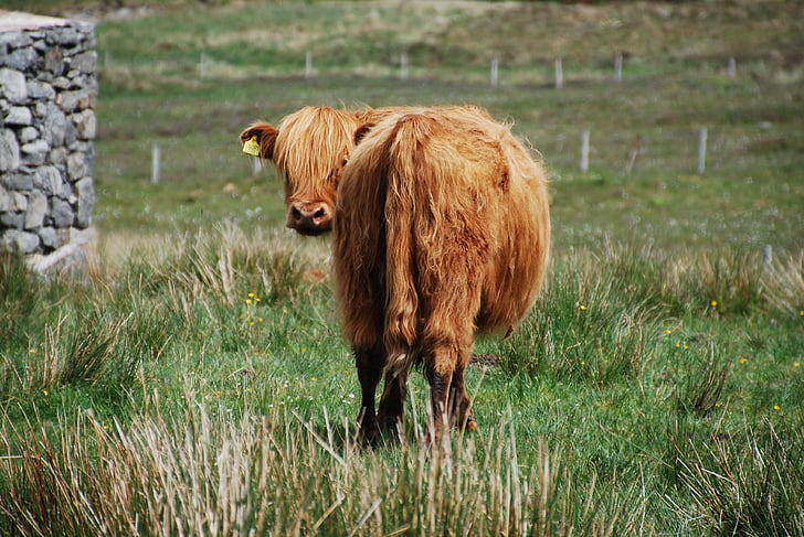 karvė, plaukuotas karvė, pieva