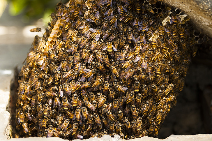 abelles, rusc, mel, insecte, natura, rusc, natural