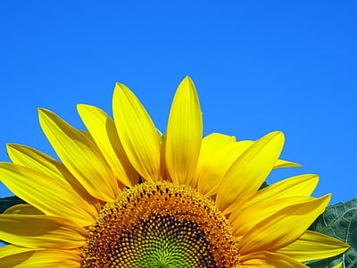 sunflower, nature, flower, yellow, natural, summer, sky