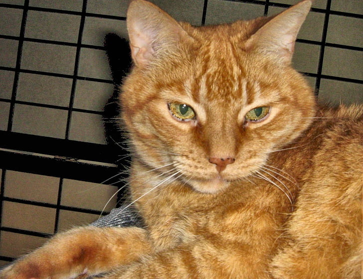 ginger, domestic, short haired cat, animals, domestic cat, pets, one animal