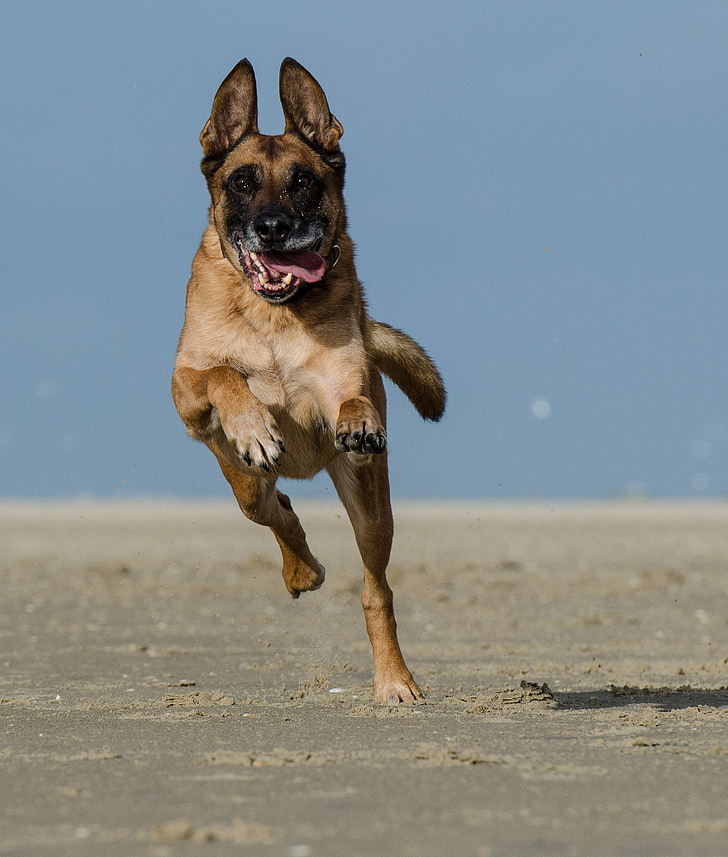 Malinois, câine rulează pe plaja, Belgiană Ciobanescul, câine, animale de companie, animale, plajă