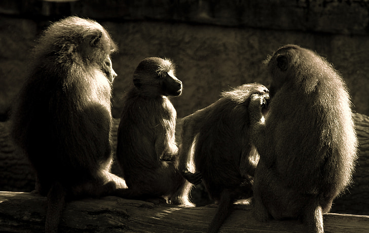 ลิง, ลิงบาบูน, ผ่อนคลาย, สวนสัตว์, ครอบครัวลิง, ไพรเมต