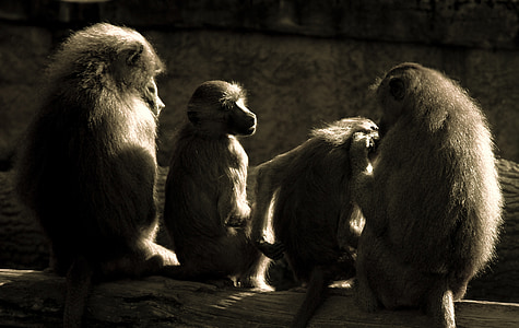 Affe, Paviane, Entspannung, Zoo, Affen-Familie, Primaten
