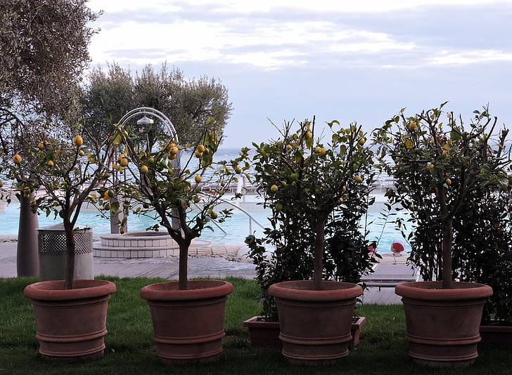 arbre, llimona, Gerro, l'olivera, cel, jardí
