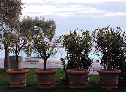 tree, lemon, vase, olive tree, sky, garden