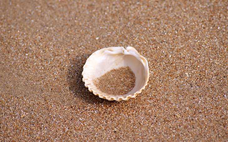 Shell, ensom, sjøen, stranden, ensomhet, sandstrand, vann