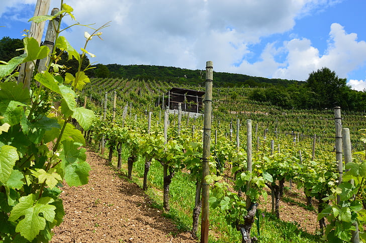 vineyard, vines, wine, vines stock, winegrowing, slope, rebstock