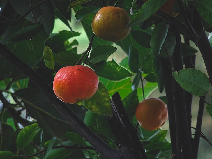 Mandarin, fruits, agrumes, arbre, Citrus reticulata