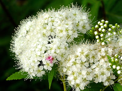 Hortensia, Kamakura, Blanco, flores, flor de Japón, temporada de lluvias, rosa