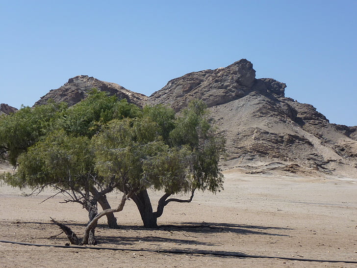 árvore, montanha, paisagem, Namíbia, viagens