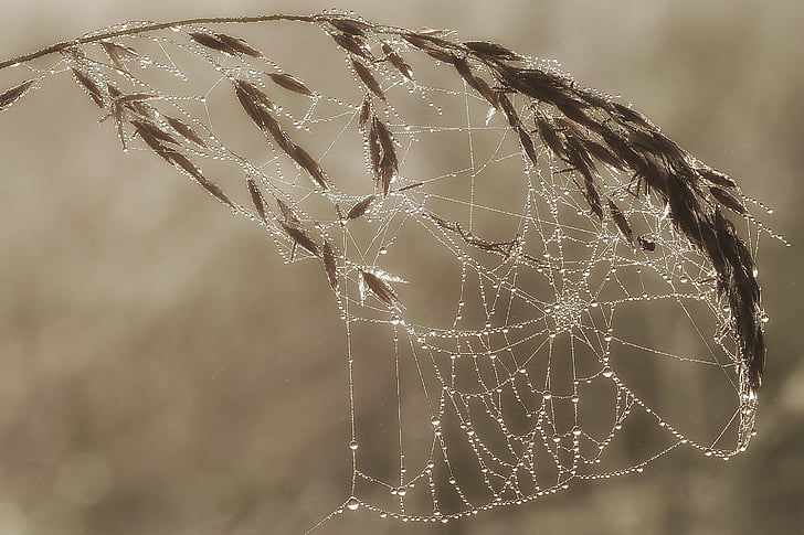 morgentau in cobweb, dewdrop, cobweb, morgentau, dew, spider webs, beaded