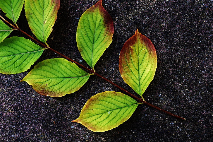 leaves, branch, autumn, tree, fall color, leaves in the autumn, nature