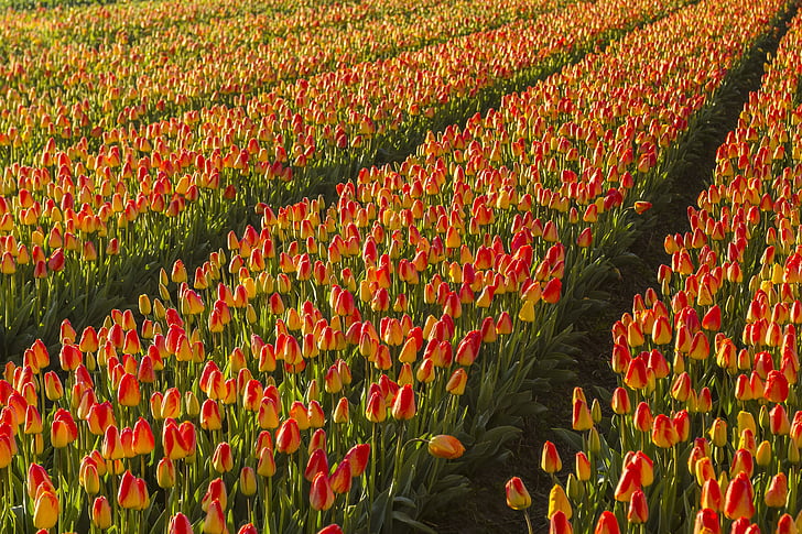 Nederländerna, blomma, våren, morgon, Lisse, lampan fält, tulpaner