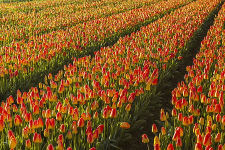 netherlands, flower, spring, morning, lisse, bulb fields, tulips