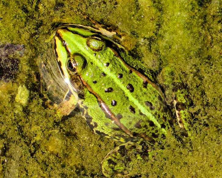 frog, tree frog, water, amphibian, pond, green