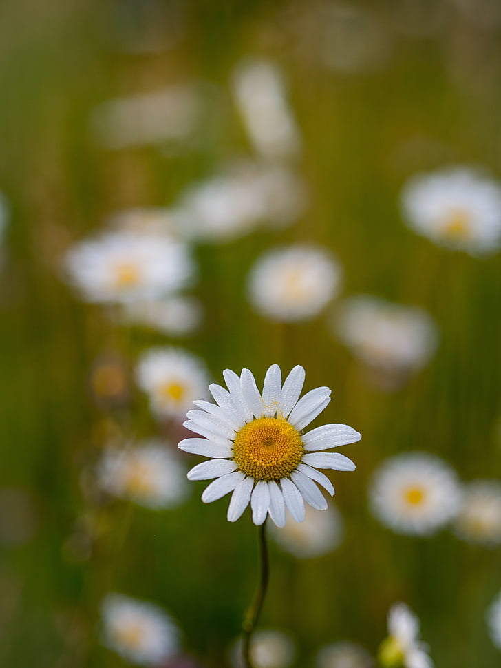 valge, Daisy, lill, lilled, loodus, õied, filiaalid