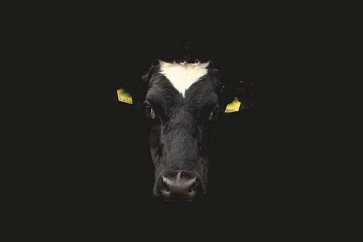 krava, krava lice, krava portret, lice, životinja, Poljoprivreda, goveda
