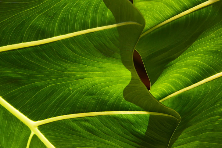 leaf, leaves, tropical, green, nature, plant, spring
