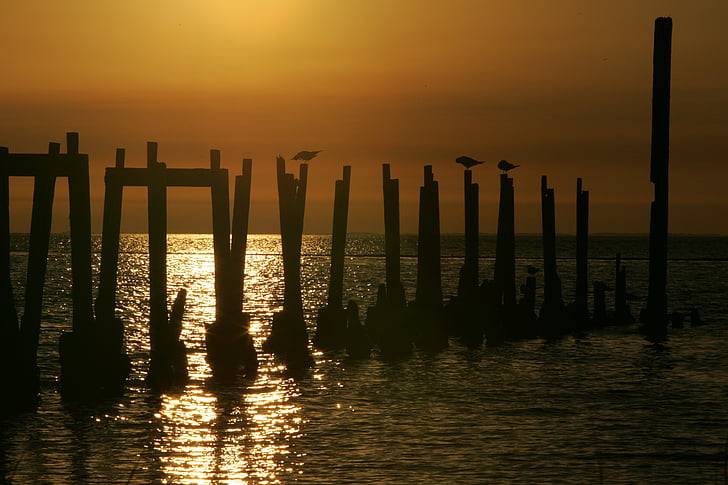 birds, perched, pilings, sunset, dusk, waterfowl, water