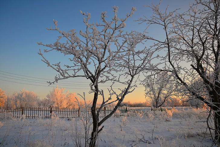 winter, morning, rime, tree, fence, nature, outdoors
