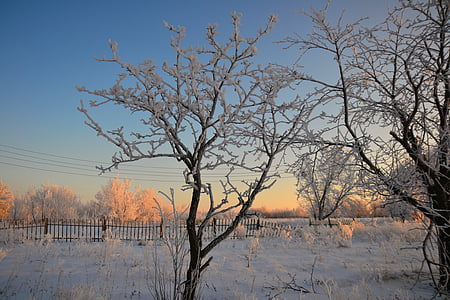 invierno, Mañana, Rime, árbol, cerca de, naturaleza, al aire libre
