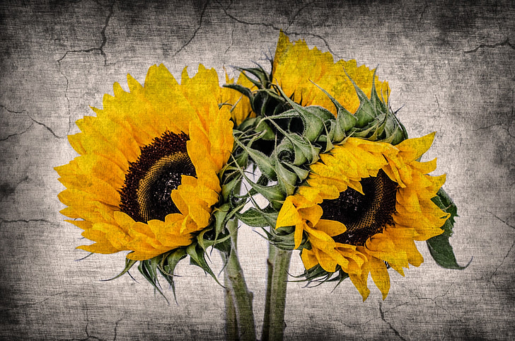 bunga, bunga, lama, bunga matahari, latar belakang, gambar, pola