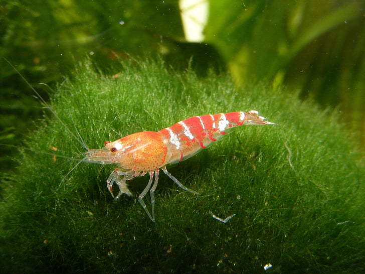 shrimp, moss ball, aquarium, animal, water creature, small, aquatic animal