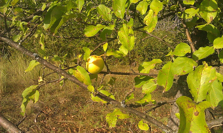 vrt, jabolko, drevo, zelena, zrel, sadje