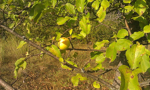 Сад, яблоко, дерево, Грин, спелый, фрукты