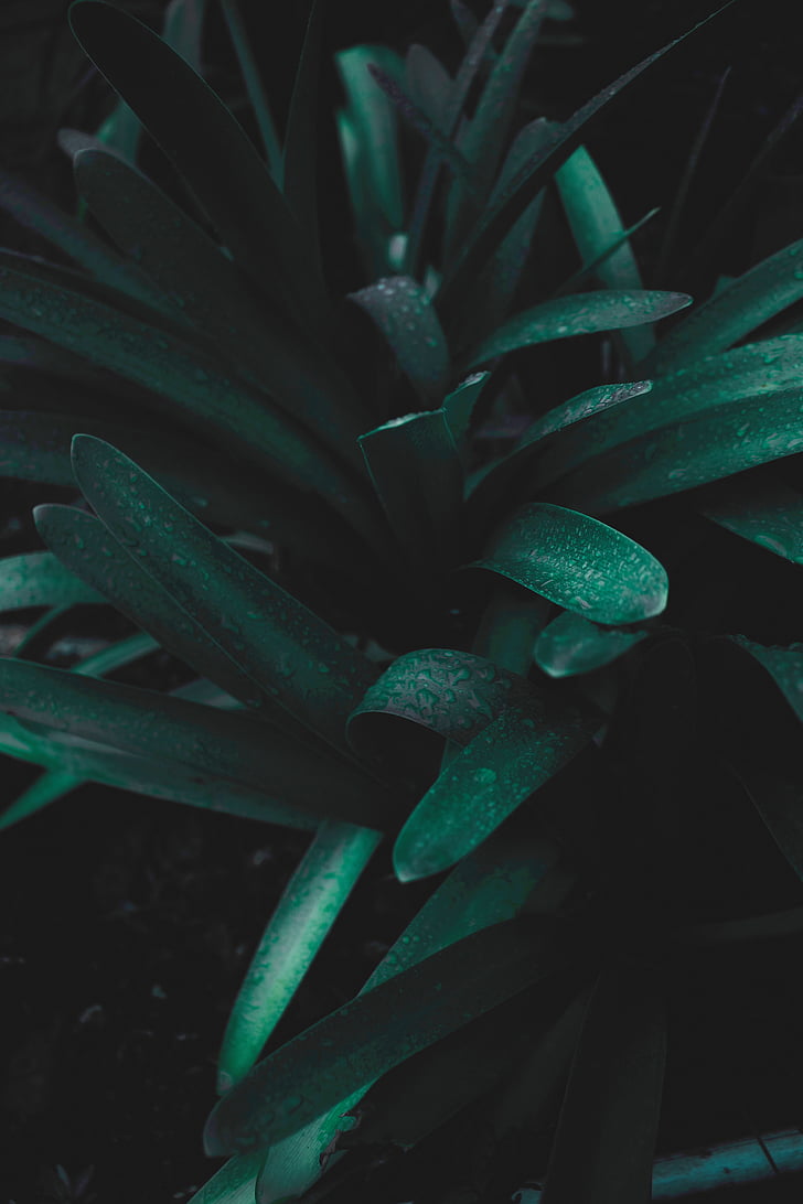 nature, plants, green, leaves, water, droplets, dew