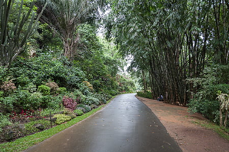 bamboe, Park, landschap