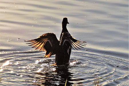 duck, water bird, pond, evening, bird, wild, nature