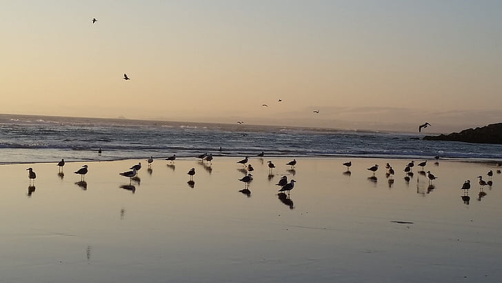sea, beach, seagull, sunset, seaside, birds, ocean