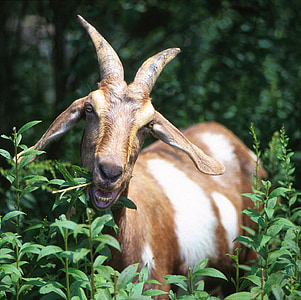 goat, eating, weeds, nature, horns, head, face