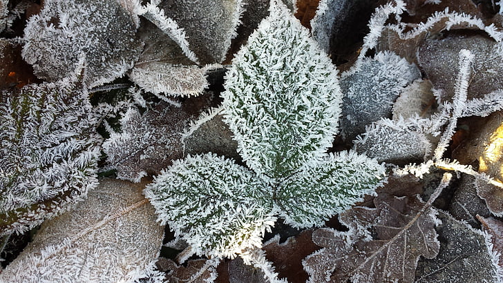 Frost, hoarfrost, blad, frosset, zing temperaturer, vinterlig, bøk blader