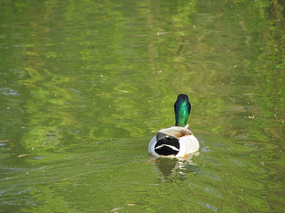 Duck, fuglen, natur, dyr, Lake, dammen