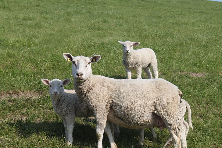 овець, lamb Дайк, тварини, дамби, nordfriesland, Луговий, Лемб