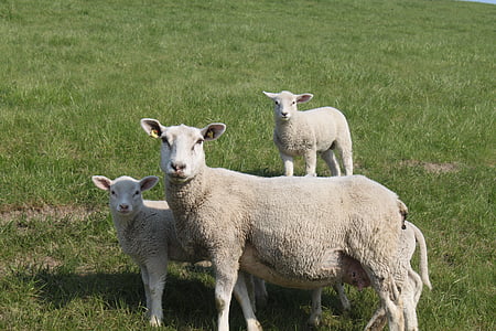 schapen, Dijk lam, dier, Dijk, district Noord-Friesland, weide, lam