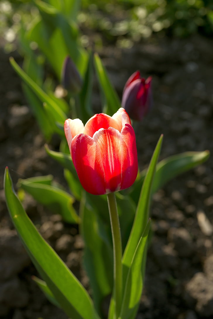 flor, Tulipa, vermell, flors, planta, close-up, flor