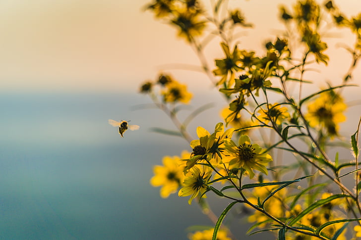 Bee, vliegen, in de buurt van, geel, petaled, bloem, plant