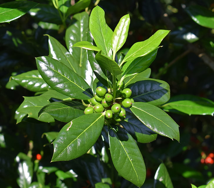 Holly mit grünen Beeren, Holly, Anlage, Ornamental, Garten, Beeren, dekorative