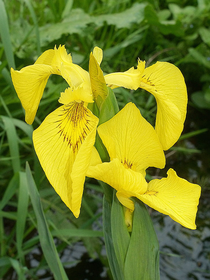 schwertlilie siberiano, Iris, flor, floración, rara vez, flor silvestre, conservación de la naturaleza