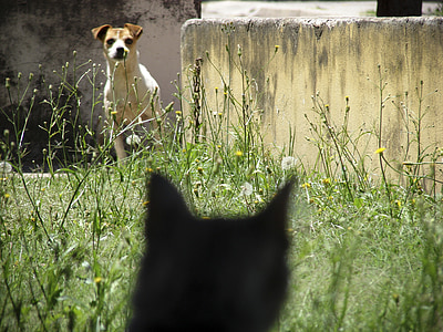 Hund, Katze, Angst, Picardie