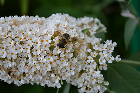 buddléia, buddleja, putih, bunga, Close-up, Manis, kupu-kupu bunga