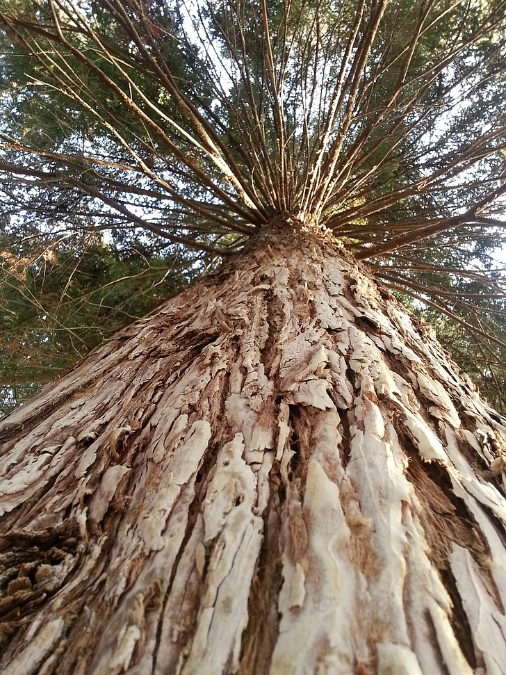 treet, stor, Redwood, skog, trær, vakker, natur