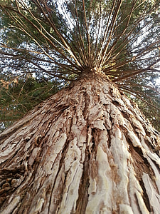 drevo, velik, Redwood, gozd, dreves, čudovito, narave