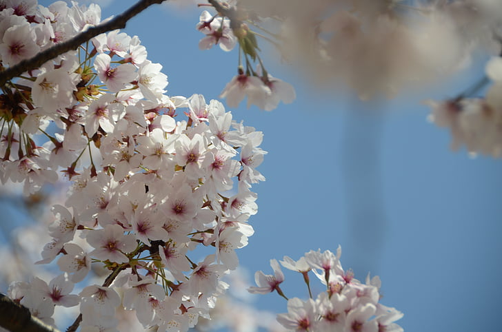 Цветы, Япония, Весна, цветение, Апрель, дерево, Весна