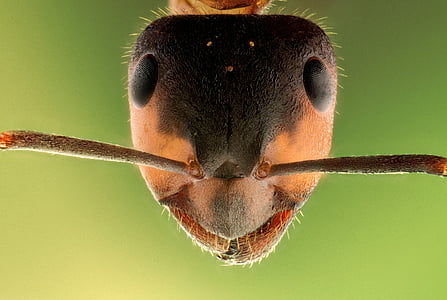stack, insect, ant, macro, animal, head, sharp
