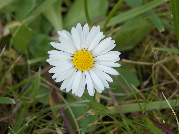 Daisy, lill, valge, loodus, kevadel, Wild flower